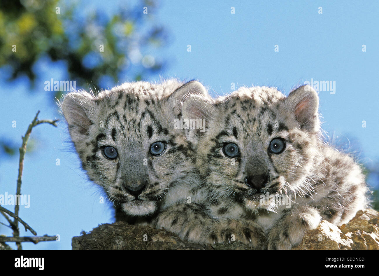Snow Leopard or Ounce, uncia uncia, Cub Stock Photo