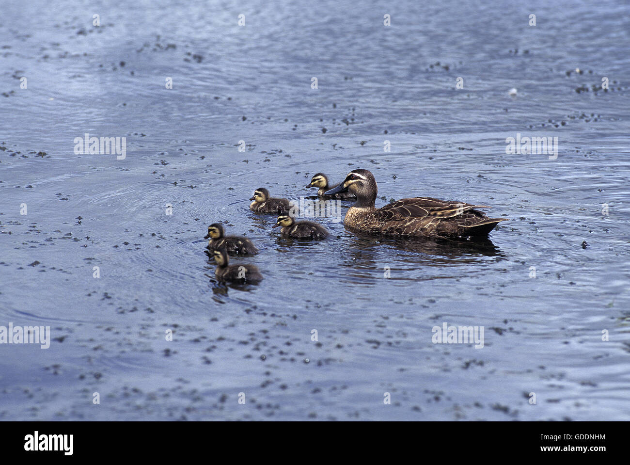 Pacific Black Duck, anas superciliosa, Mother and Ducklings Stock Photo