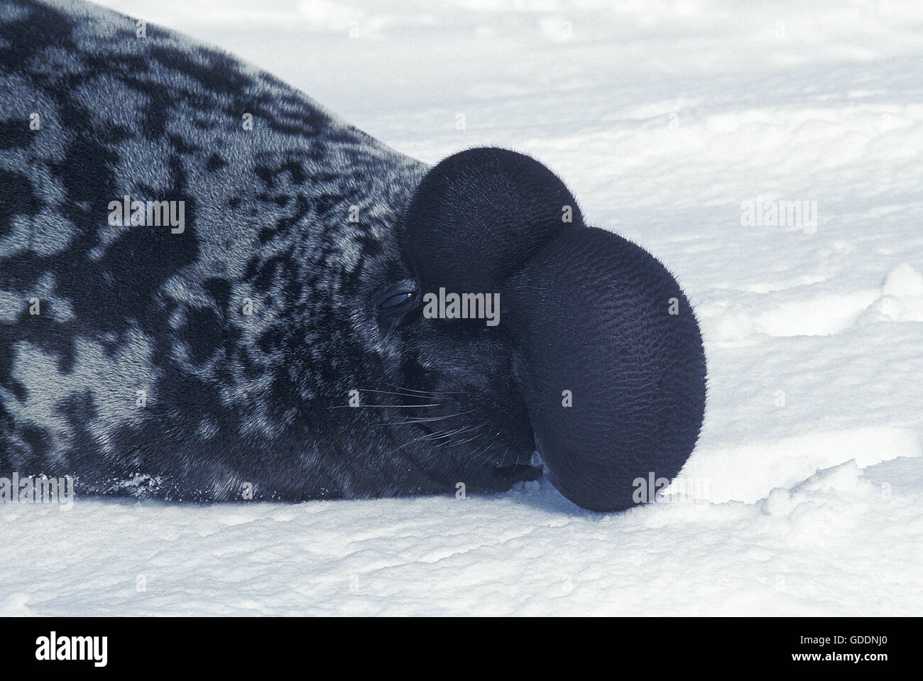 Hooded Seal, cystophora cristata, Male on Ice Floe, The hood and membrane are used for aggression display when threatened and as a warning during the breeding season, Magdalena Island in Quebec, Canada Stock Photo