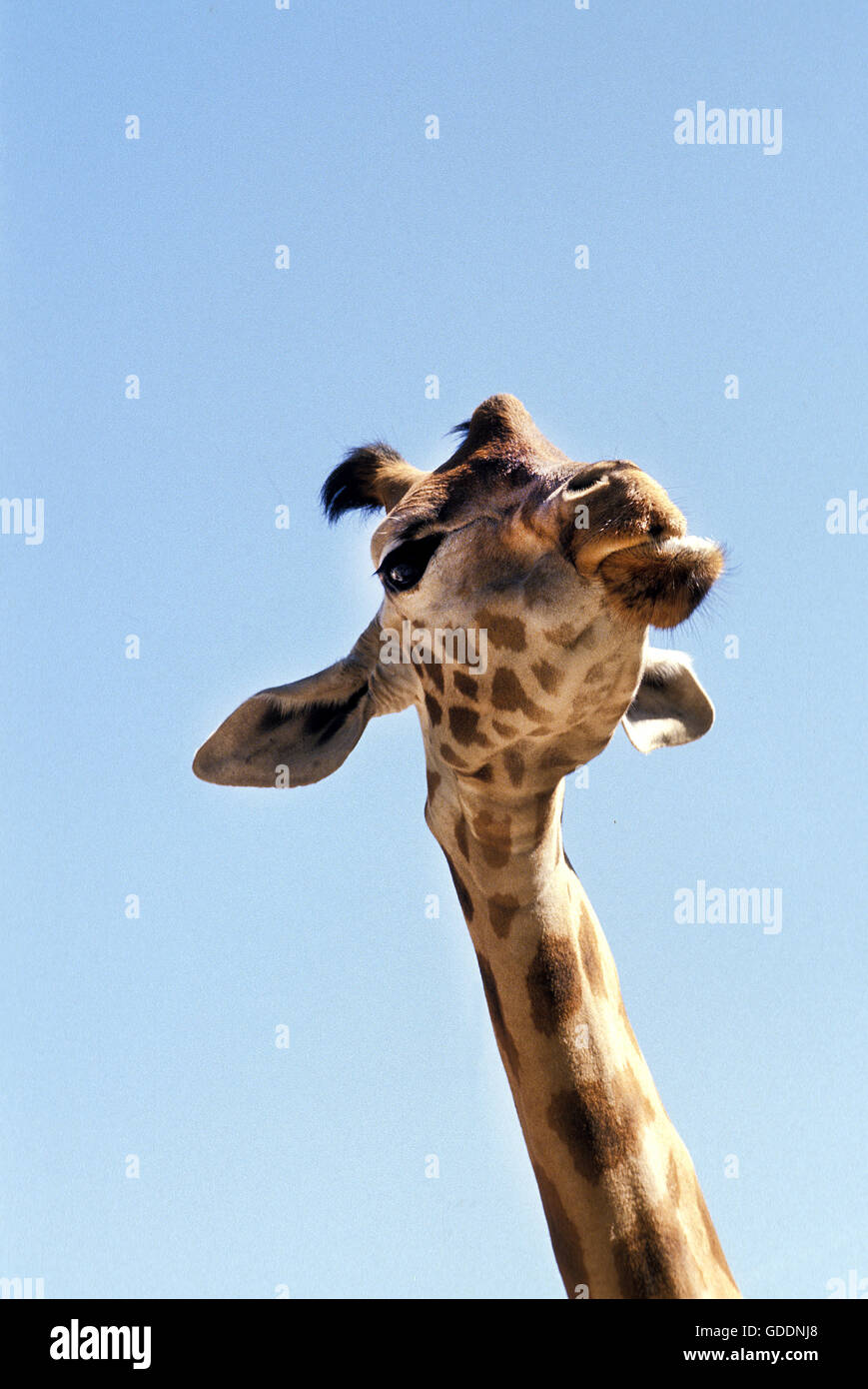 Rothschild's Giraffe, giraffa camelopardalis rothschildi Stock Photo