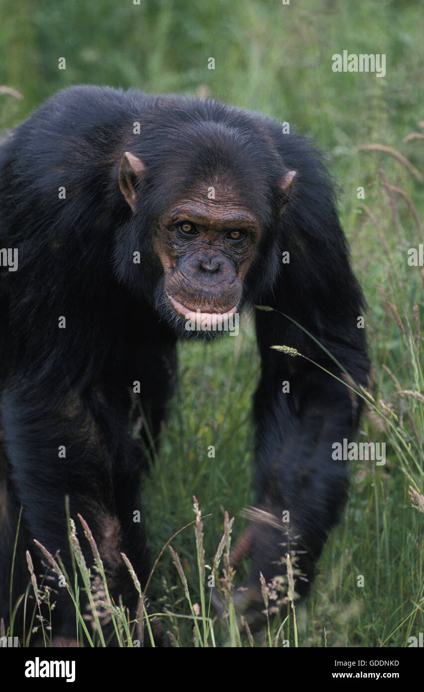 Chimpanzee, pan troglodytes, Adult Stock Photo