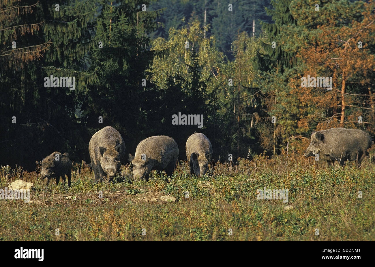 Wild Boar, sus scrofa, Group near Forest Stock Photo