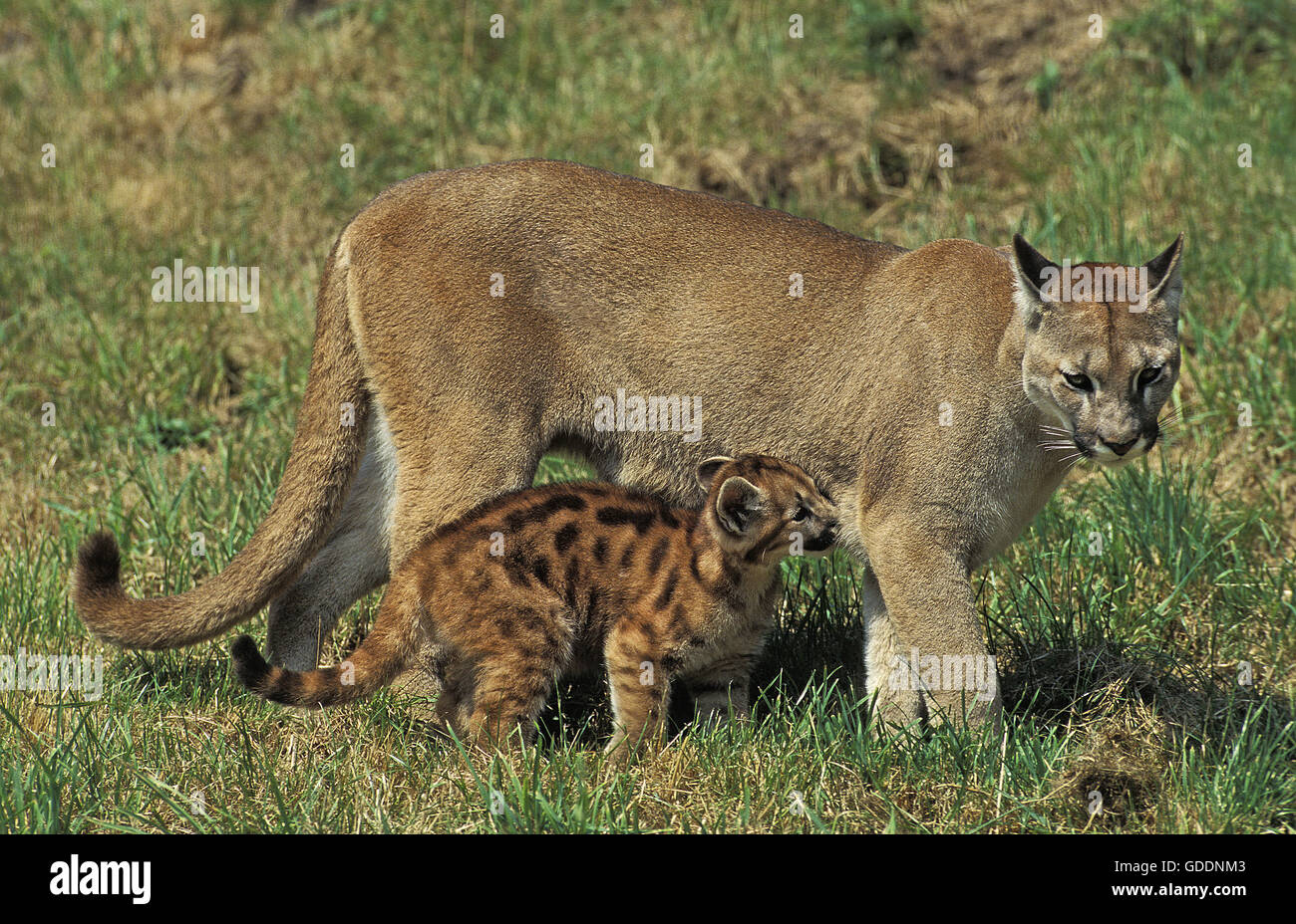 Cougar, puma concolor, Adult and young Stock Photo