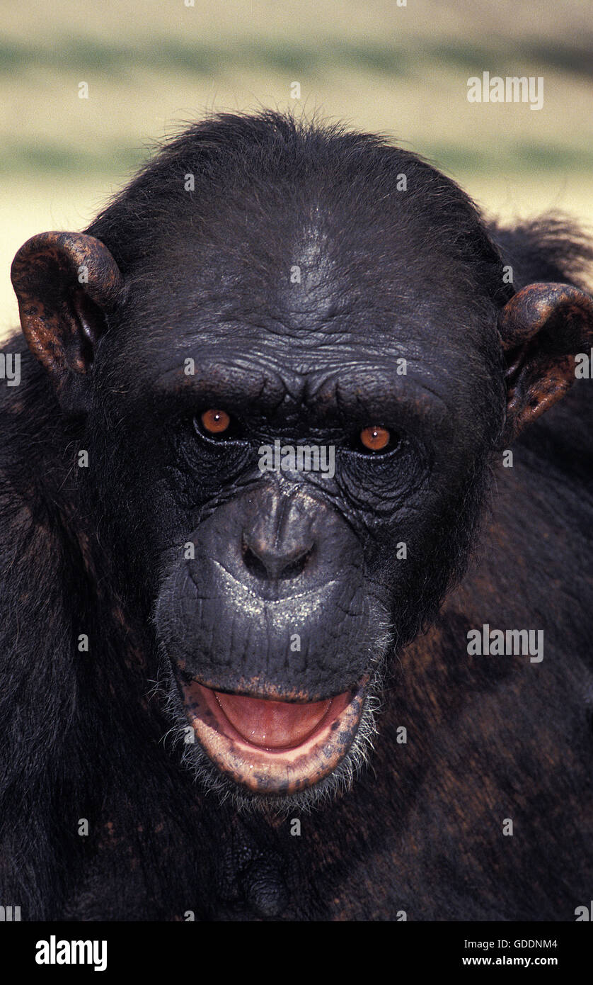 Chimpanzee, pan troglodytes, Portrait of Adult Stock Photo