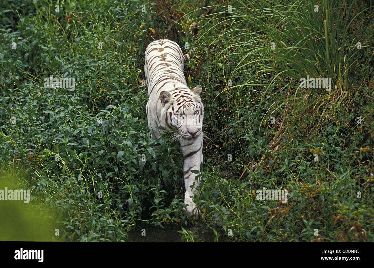 White Tiger, panthera tigris Stock Photo