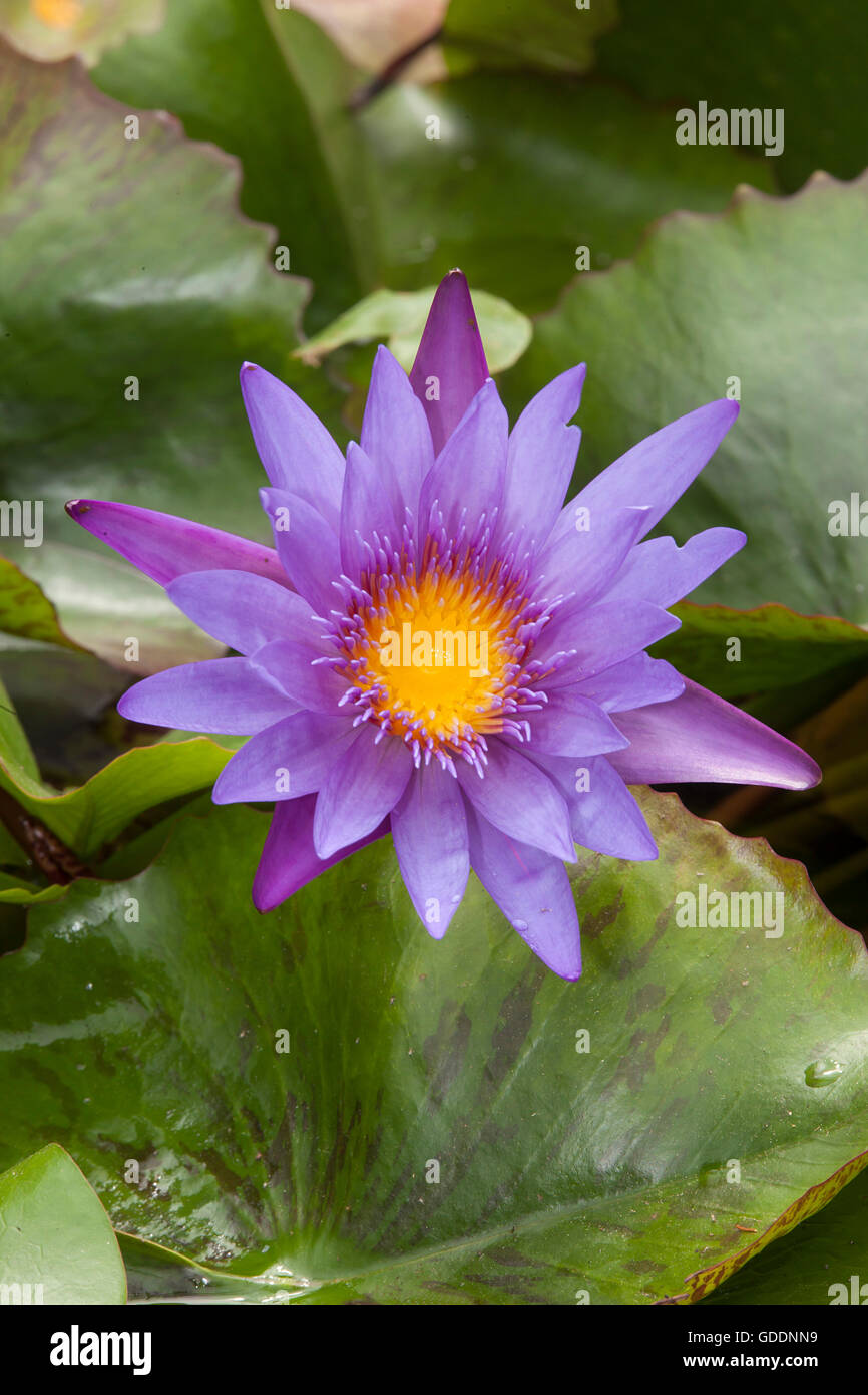 Blossoming water lilies,Nymphaea capensis,Danang,Vietnam,Asia Stock Photo