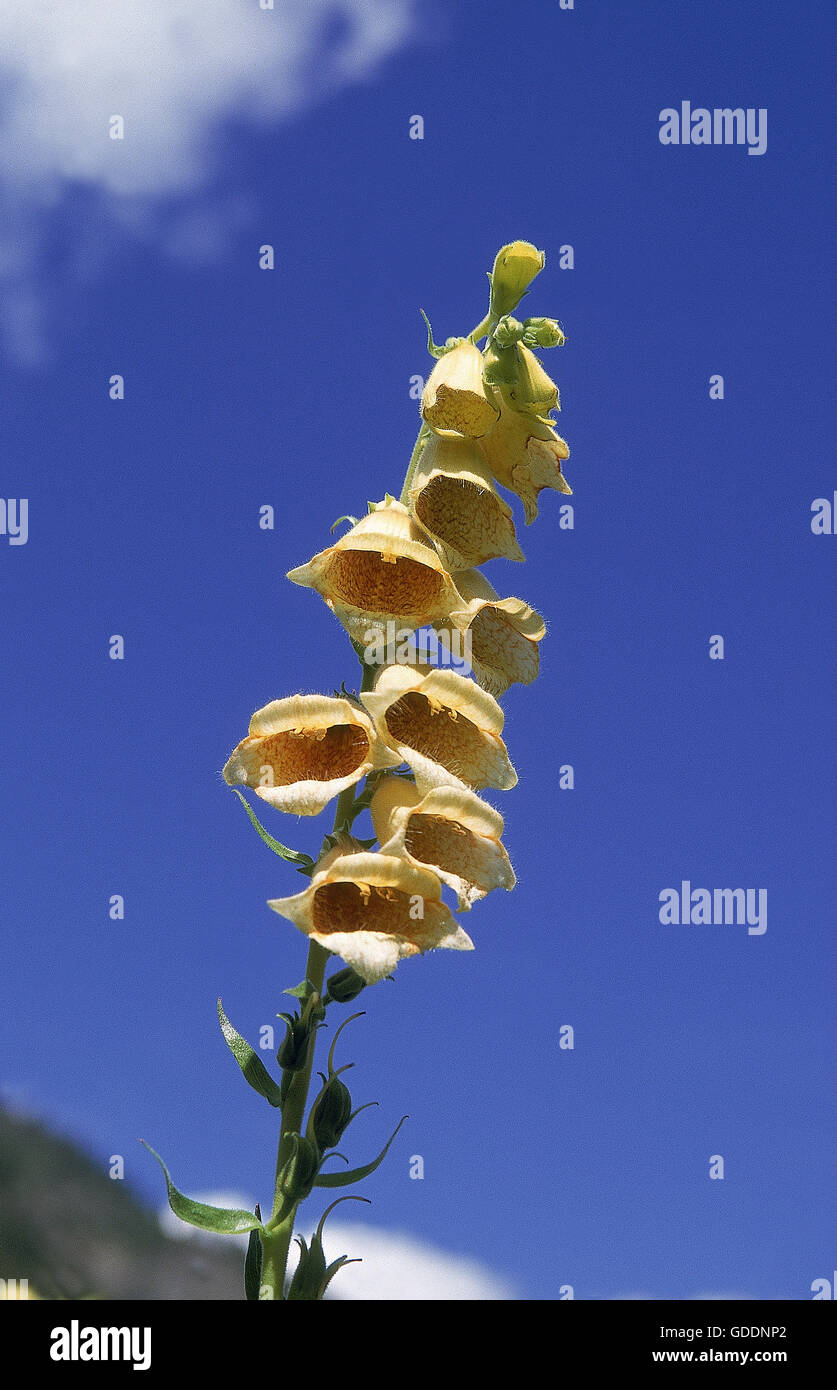 Large Yellow Foxglove, digitalis grandiflora, Vanoise Park in French Alps Stock Photo