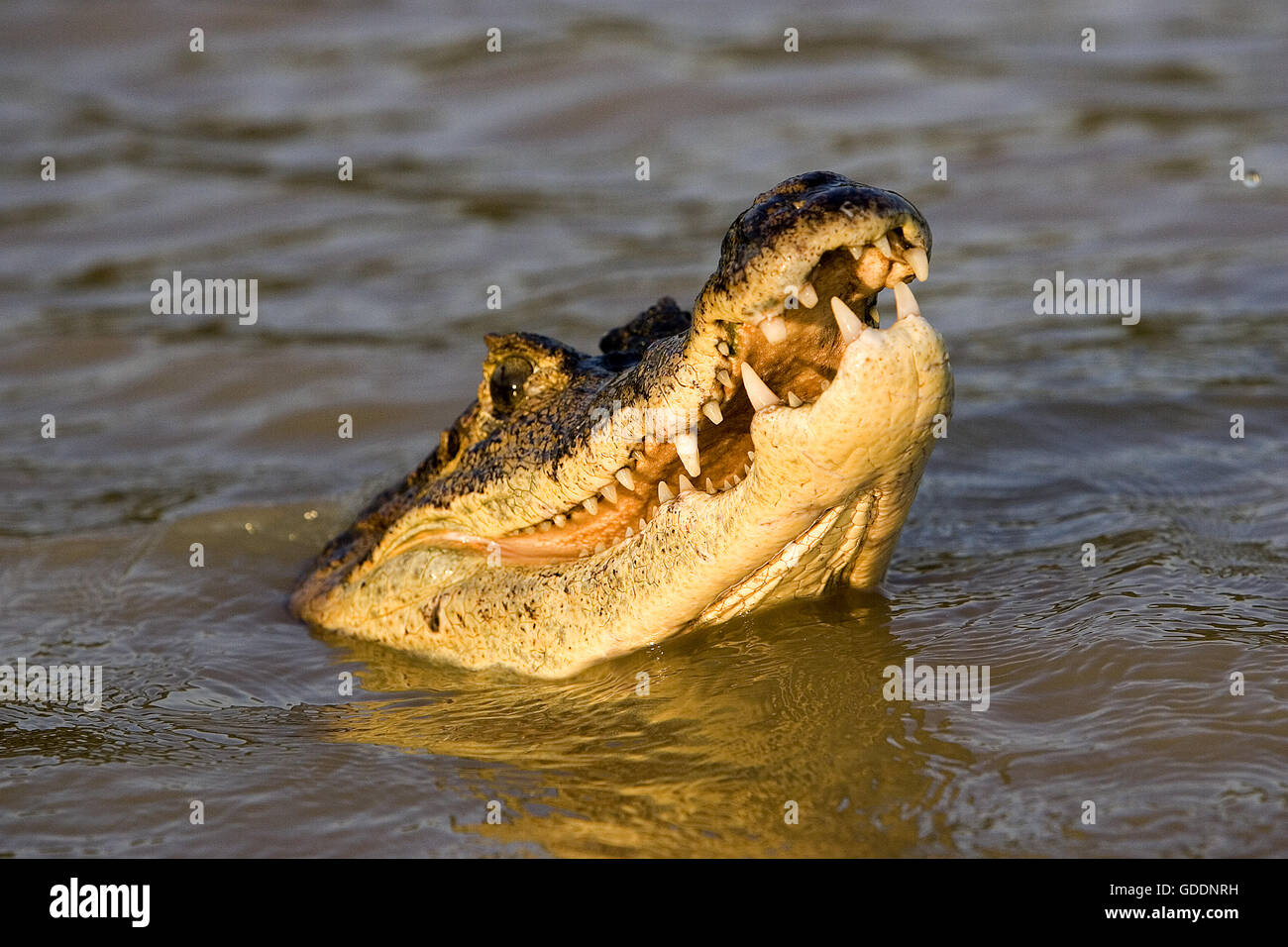 Spectacled Caiman, caiman crocodilus, Adult with Open Mouth, Los Lianos in Venezuela Stock Photo