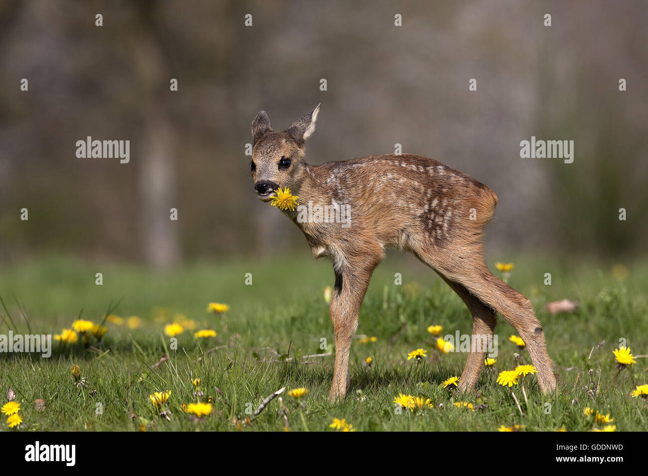 Roe Deer, capreolus capreolus, Fawn with Flowers, Eating Dandelion