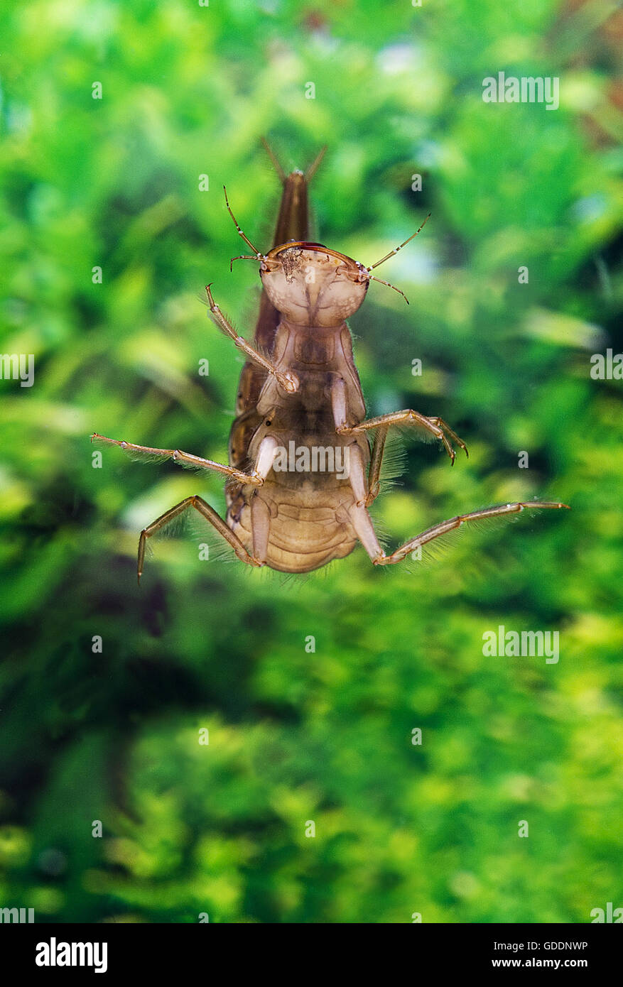 Great Diving Beetle, dytiscus marginalis, Larva standing in Water, Normandy Stock Photo