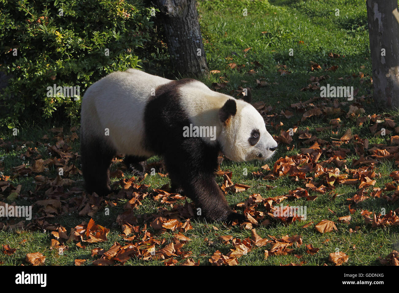 Giant Panda, ailuropoda melanoleuca, Adult Stock Photo