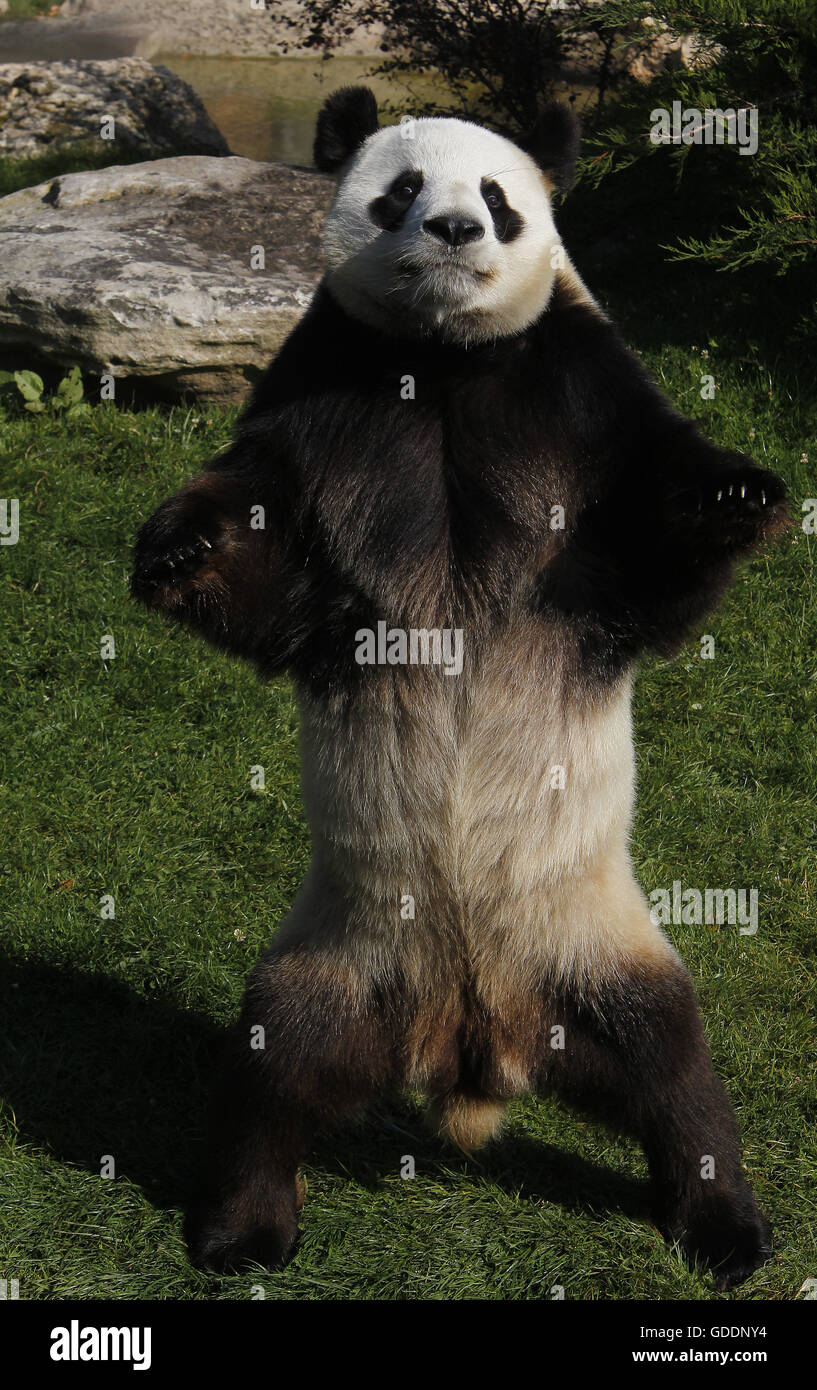 Giant Panda, ailuropoda melanoleuca, Male standing on Hind Legs Stock Photo  - Alamy