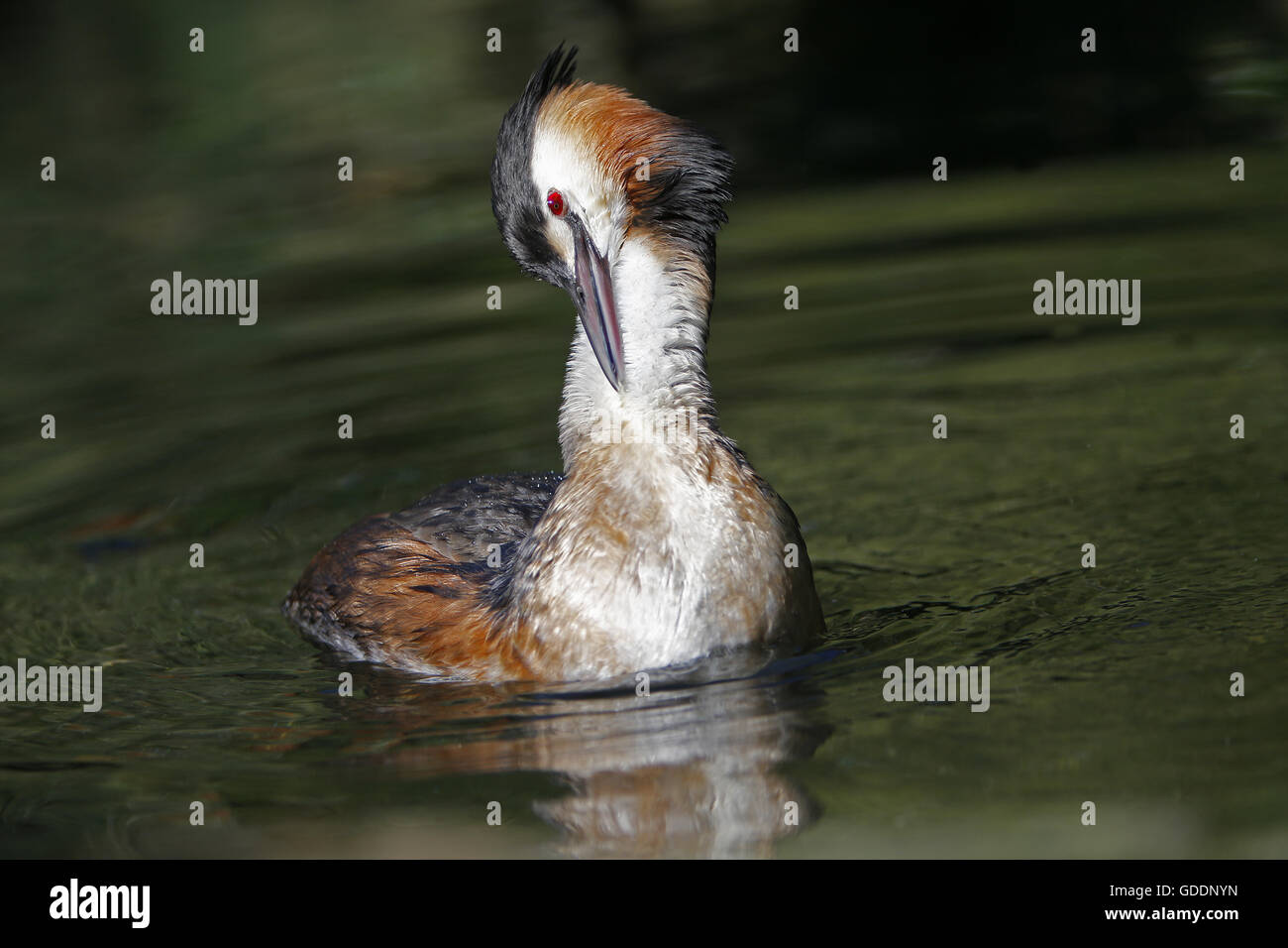 Great Crested Grebe, podiceps cristatus, Adult grooming, Pyrenees in the South of France Stock Photo