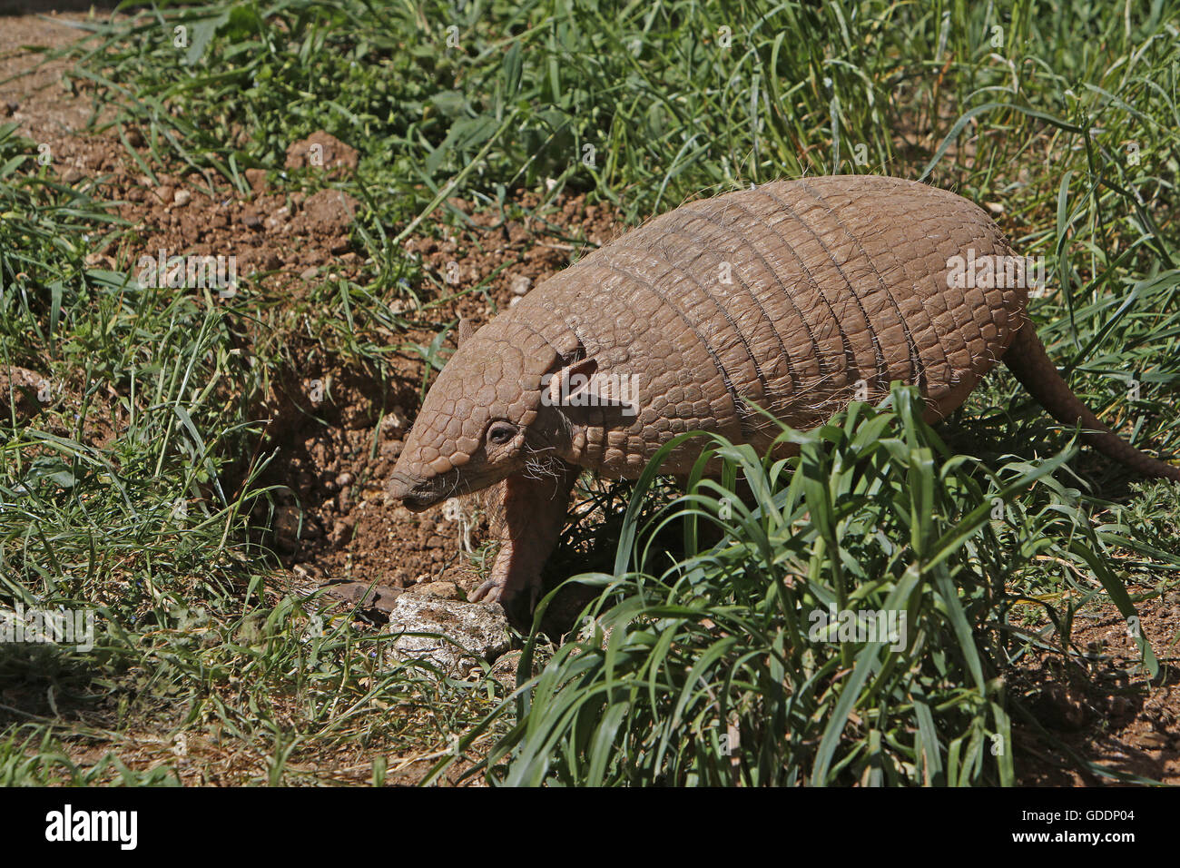 Yellow or Six-banded Armadillo, euphractus sexcinctus, Adult standing at Den Entrance Stock Photo