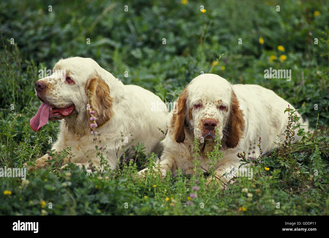 Clumber Spaniel laying on Grass Stock Photo