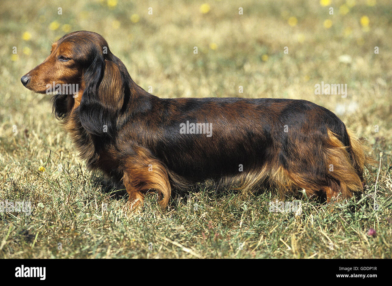 Red sable best sale dachshund