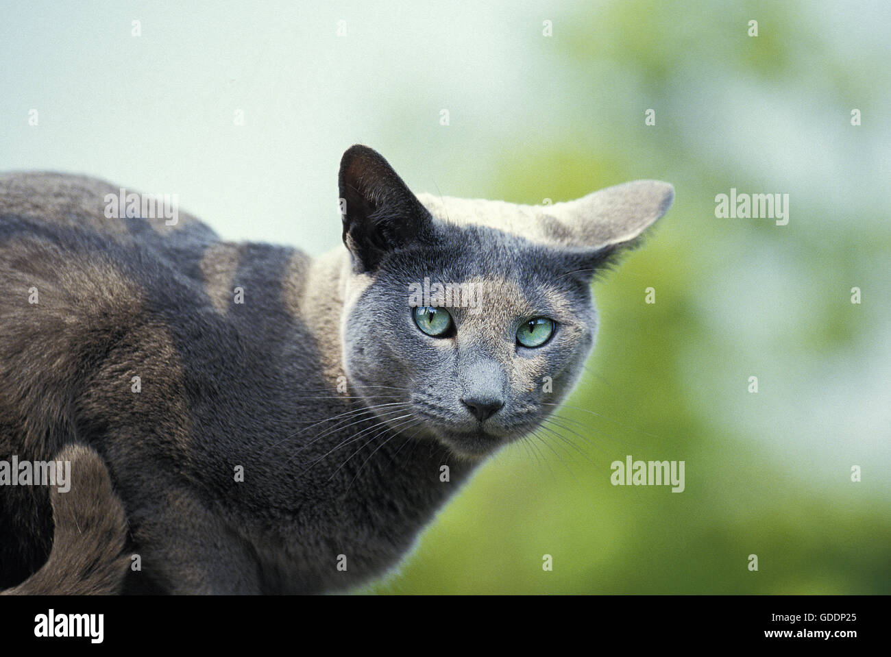 Russian Blue Domestic Cat, Adult Stock Photo