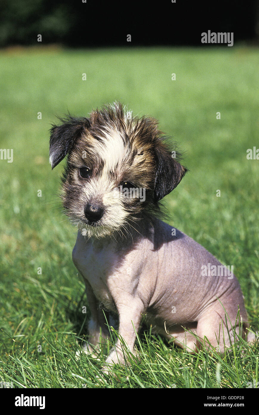 Chinese Crested Dog, Pup sitting on Grass Stock Photo