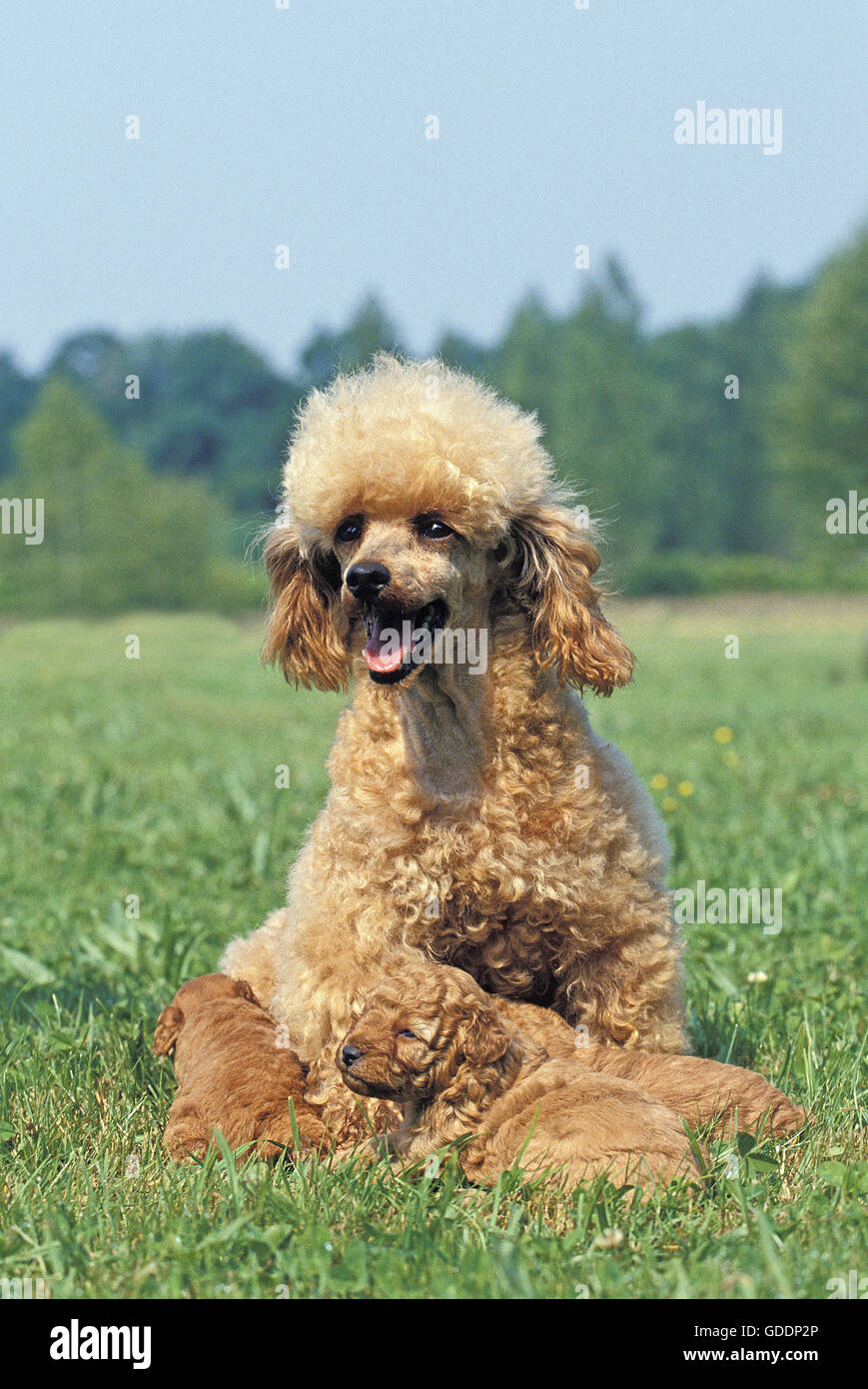 Apricot Miniature Poodle, Mother and Pups on Grass Stock Photo