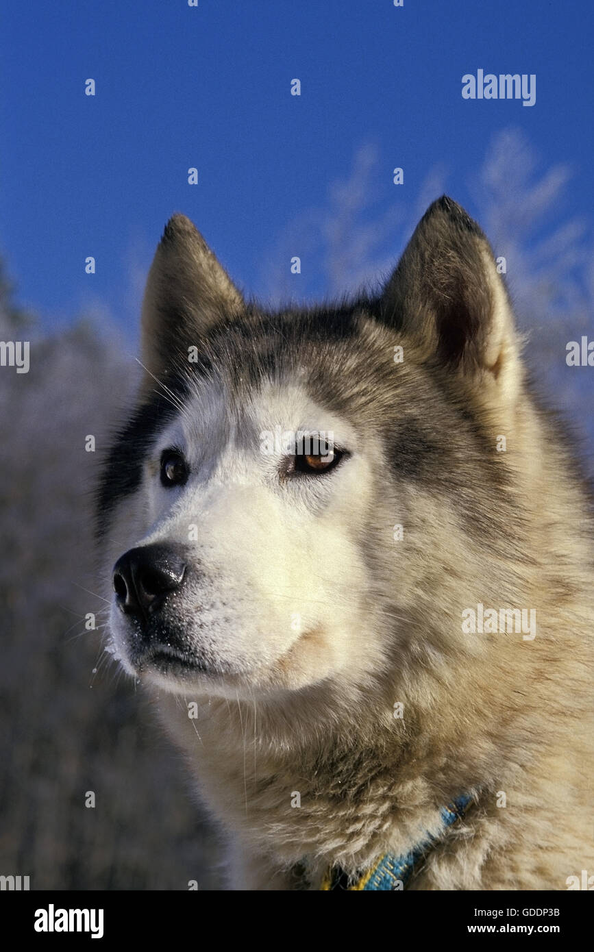Siberian Husky, Portrait of Adult Stock Photo