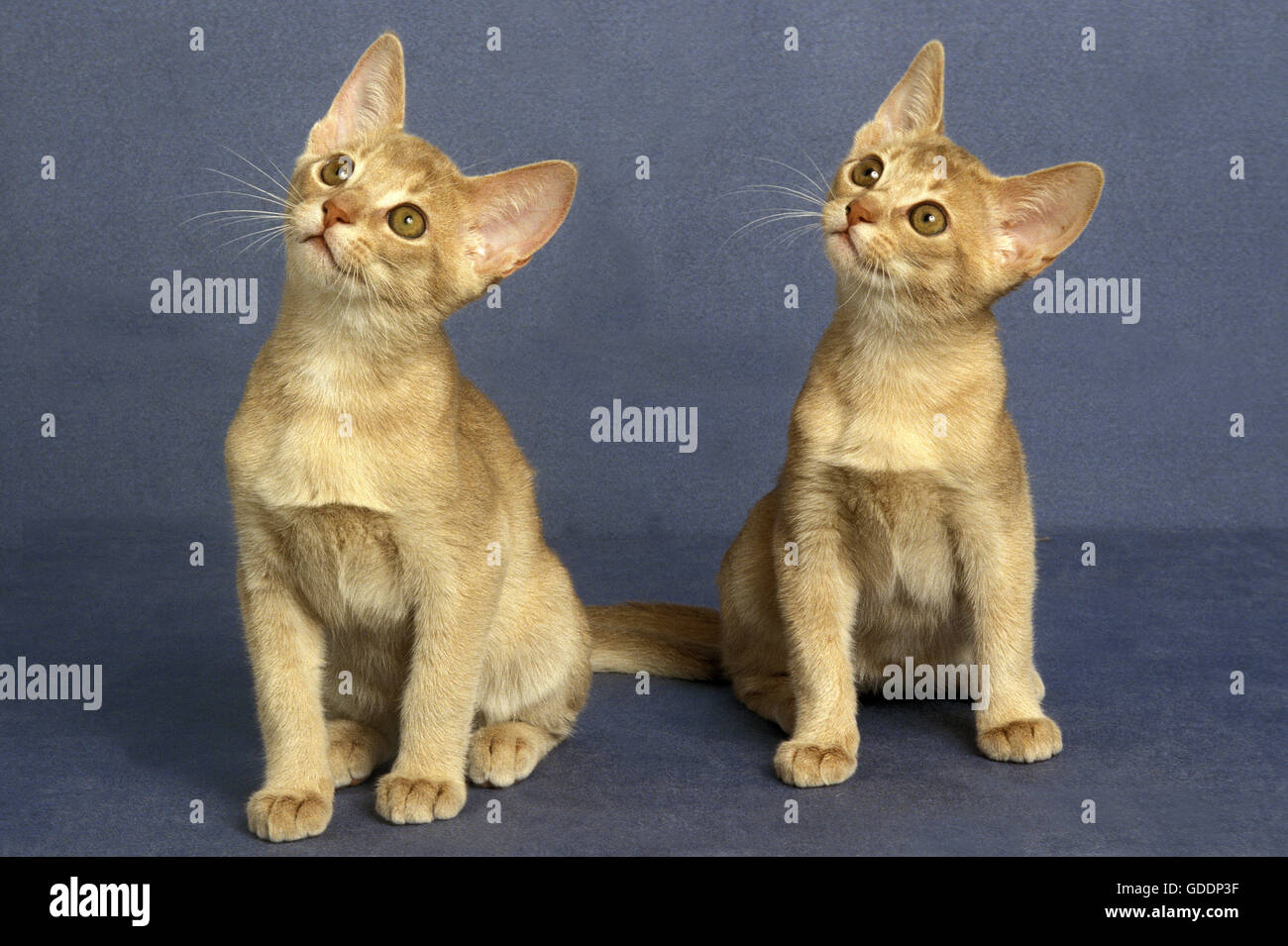 Fawn Abyssinian Domestic Cat, Kittens Stock Photo
