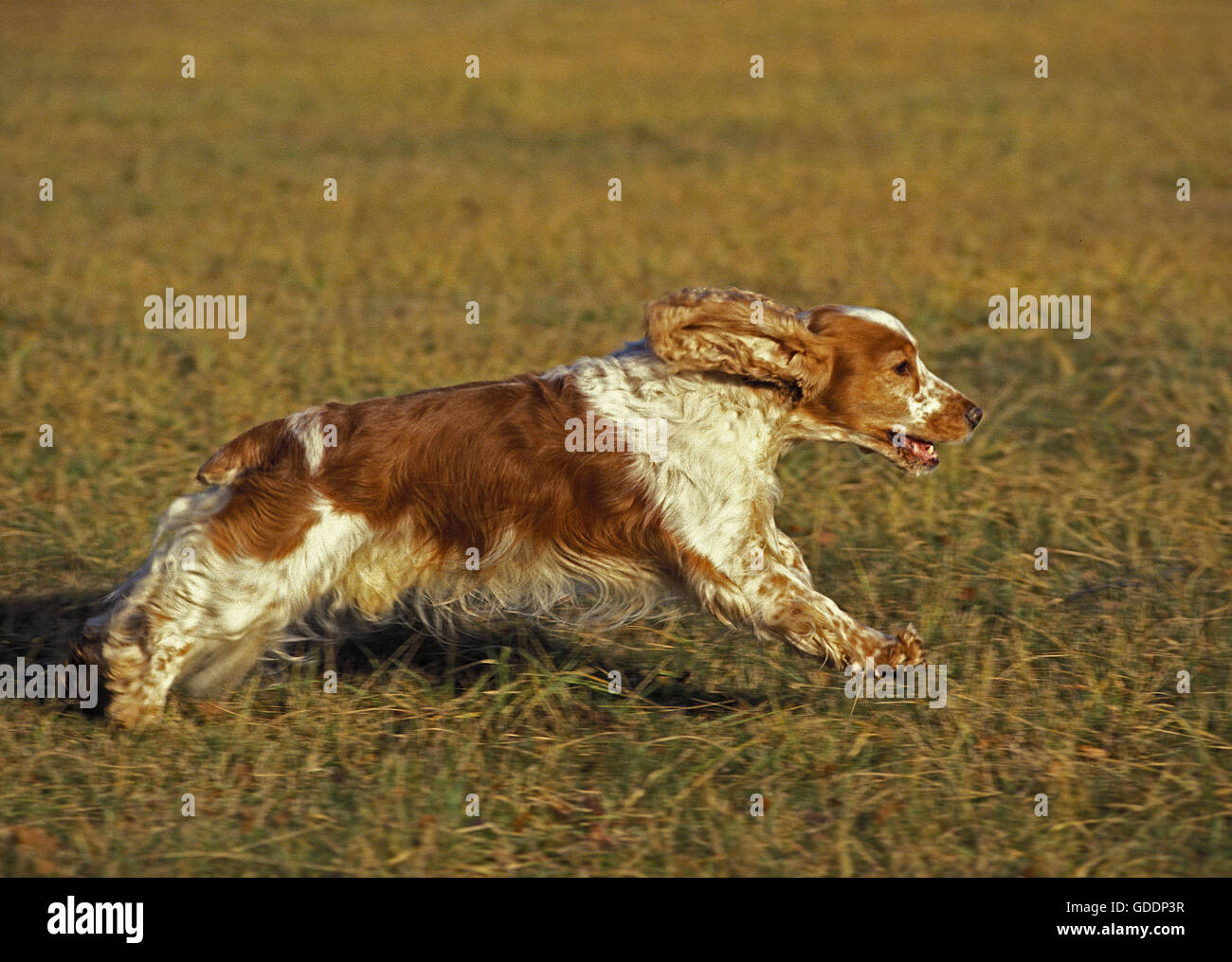 English Cocker Spaniel, Dog running through Field Stock Photo