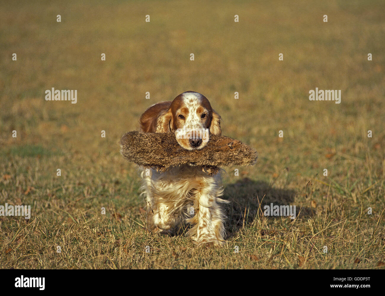 English Cocker Spaniel, Dog bringing back a False Prey Stock Photo