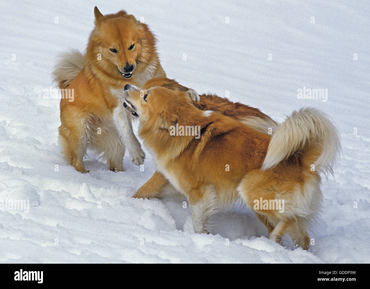 Iceland Dog or Icelandic Sheepdog, Adults playing on Snow Stock Photo