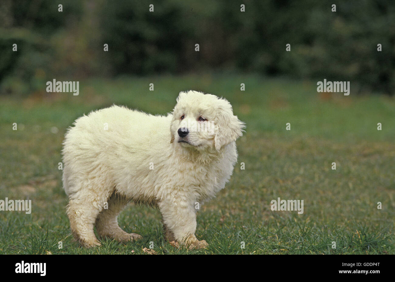 Polish Tatra Sheepdog, Pup standng on Grass Stock Photo
