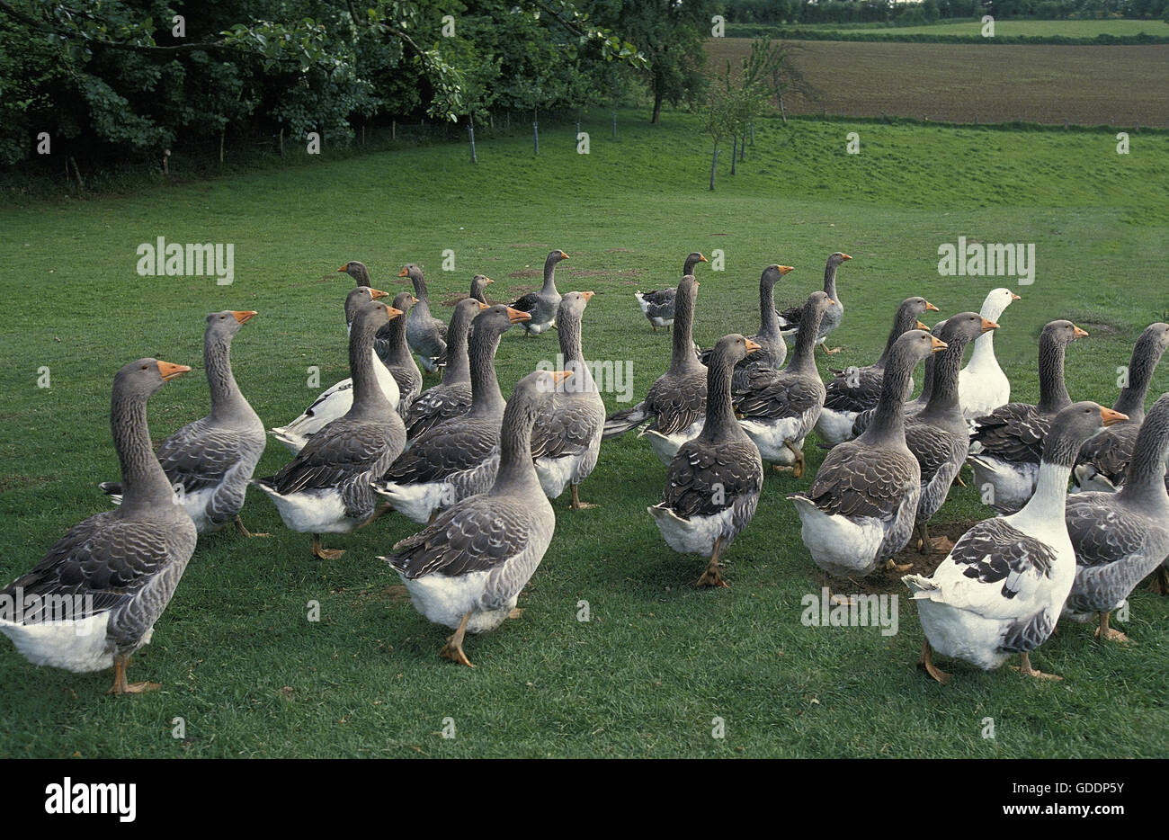 Toulouse Domestic Goose, Breed producing Pate de Foie Gras in France Stock Photo