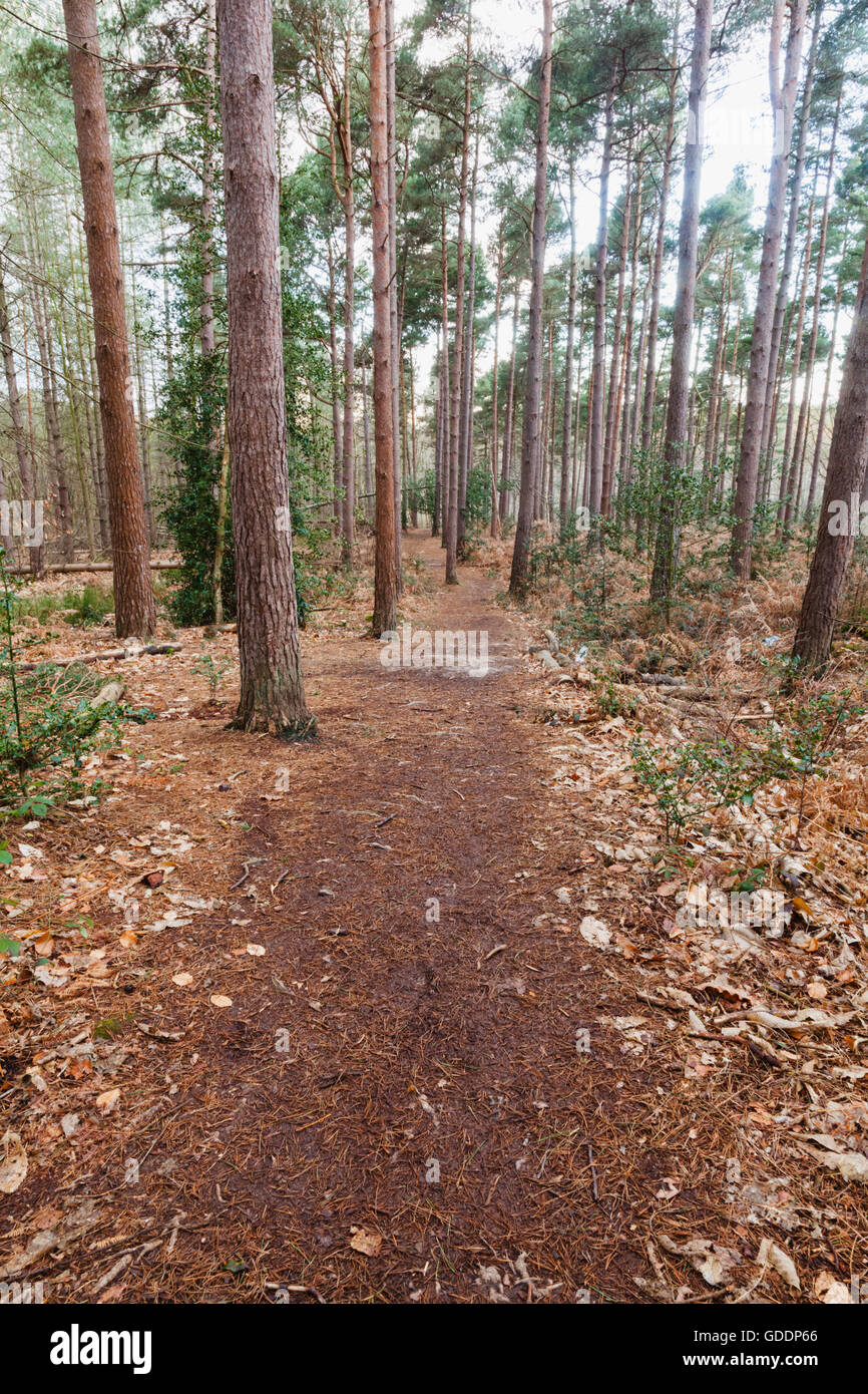 Woods in kent hi-res stock photography and images - Alamy