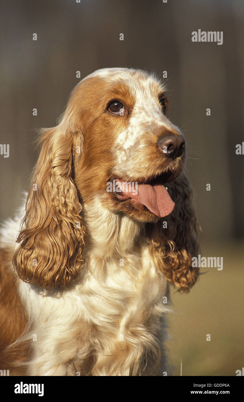 English Cocker Spaniel, Portrait of Dog Stock Photo