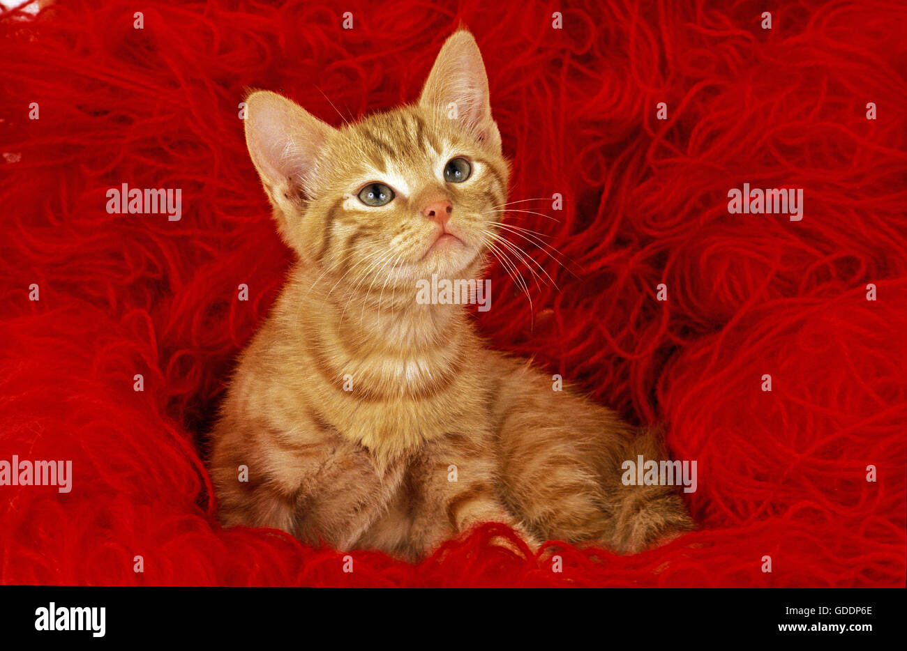 Red tabby European Domestic Cat, Kitten standing in Wool balls Stock Photo Alamy