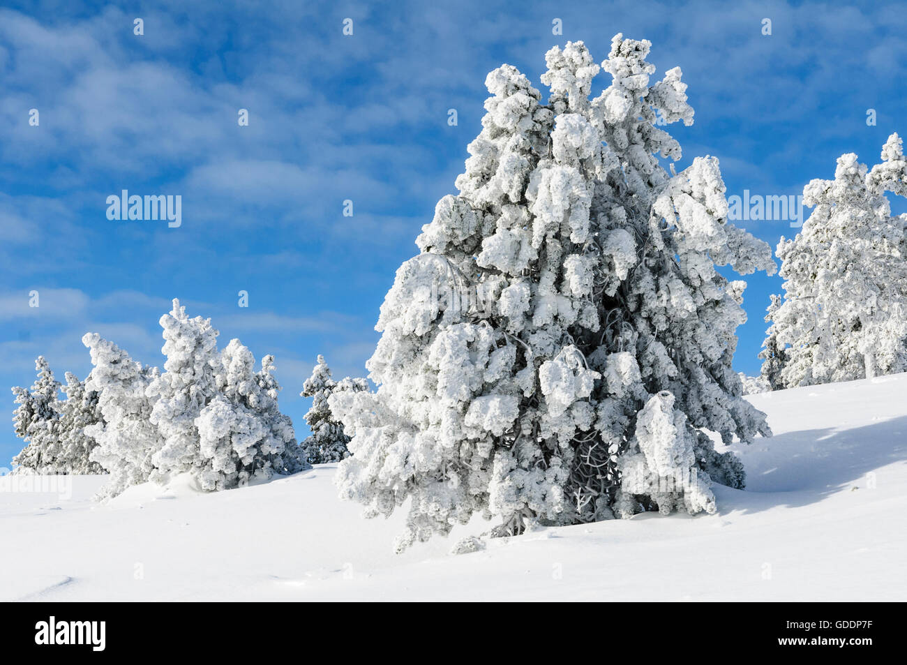 Mountain pines (Pinus mugo subsp. uncinata) covered with frost on the mountain Niederhorn near the village Beatenberg in the Ber Stock Photo