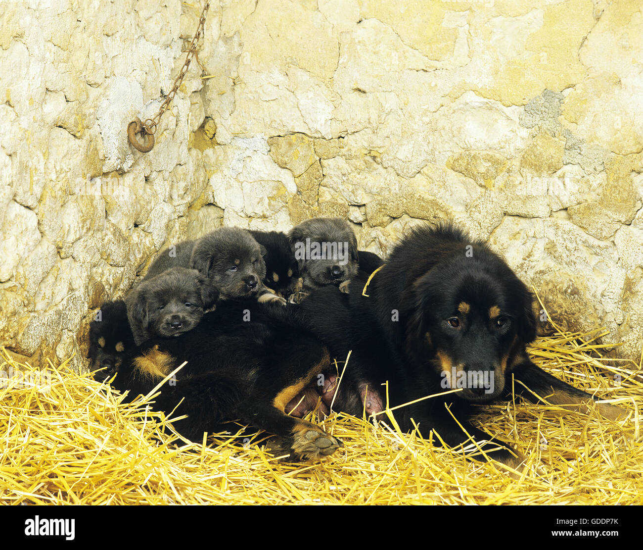 Tibetan Mastiff Dog, Mother and Pups laying on Straw Stock Photo