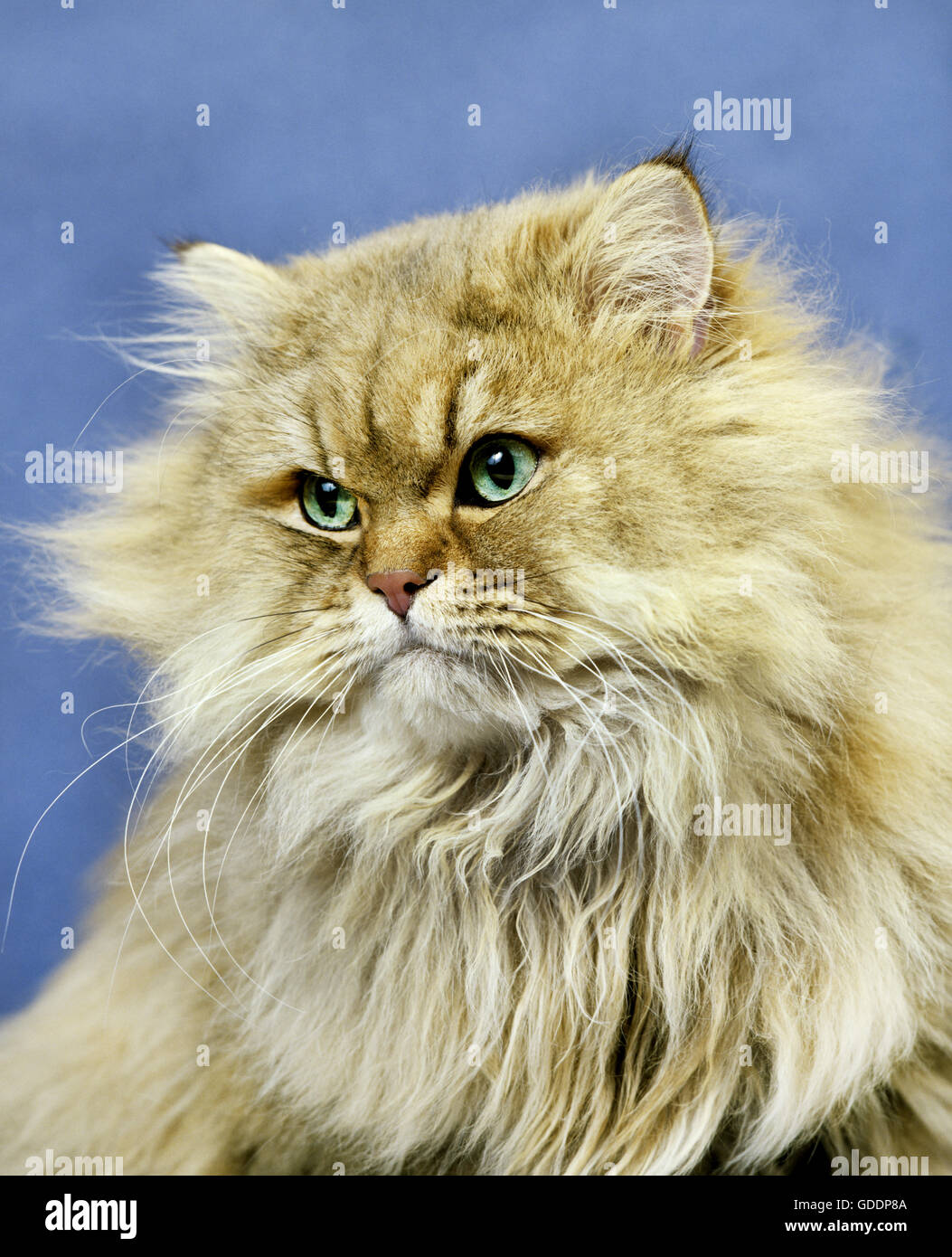 Golden Persian Domestic Cat, Portrait Stock Photo