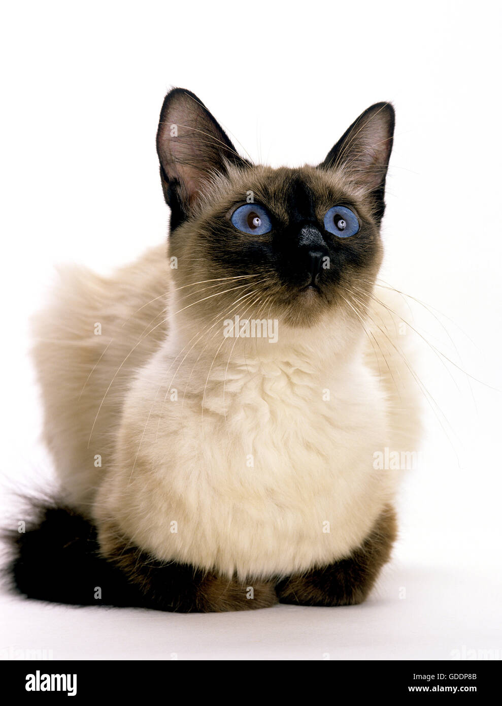 Balinese Domestic Cat, Adult standing against White Background Stock Photo