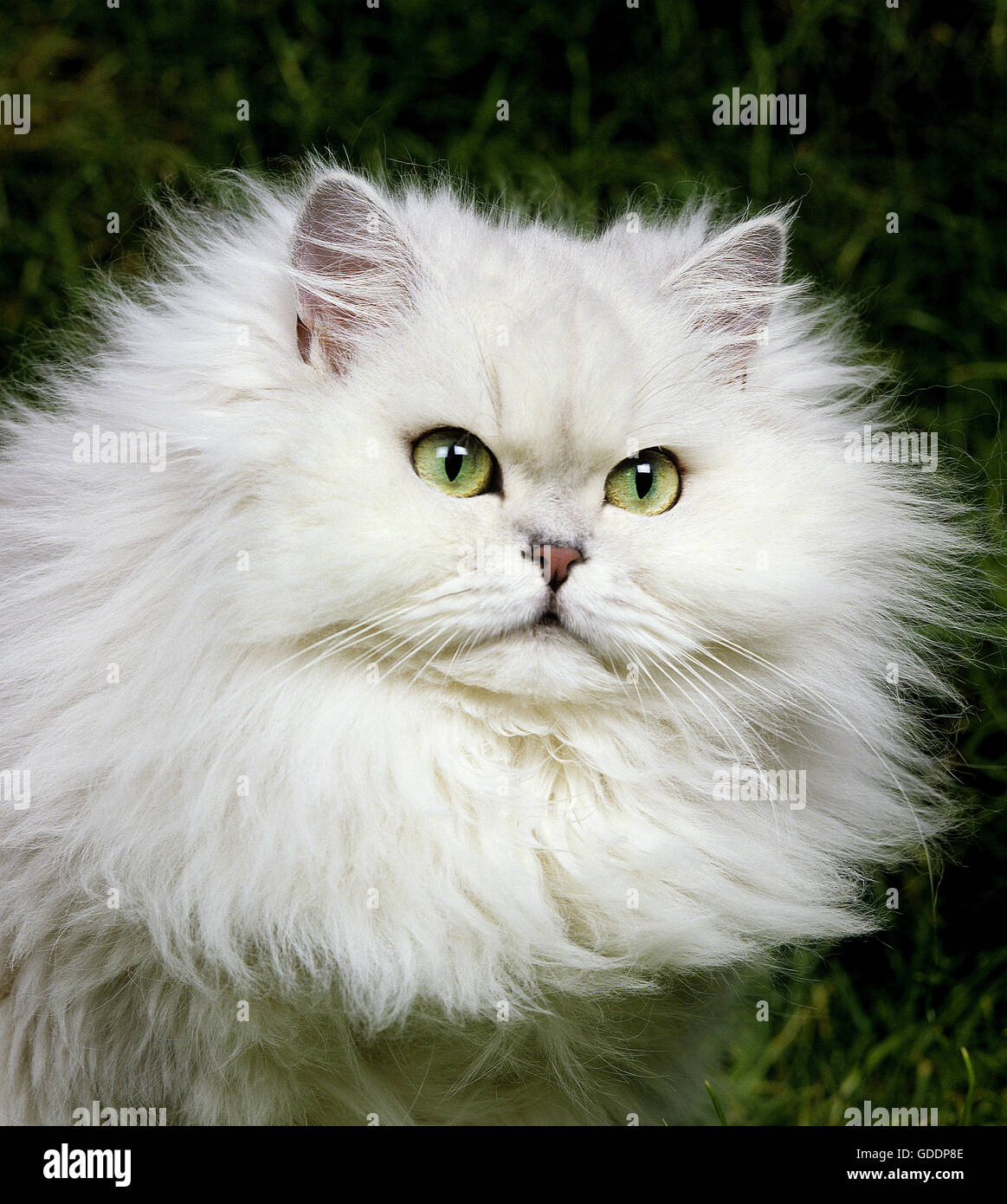 Chinchilla Persian Domestic Cat, Portrait of Adult Stock Photo
