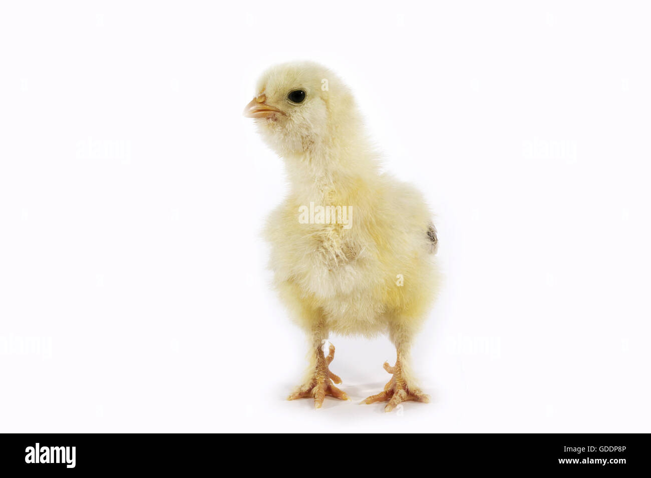 Chick against White Background Stock Photo
