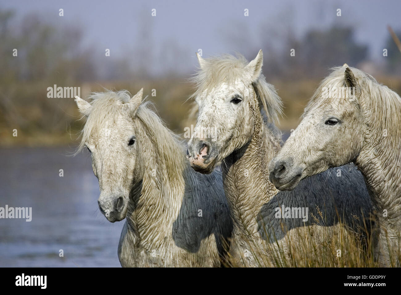 Camargue Horse, Saintes Maries de la Mer in the South East of France Stock Photo