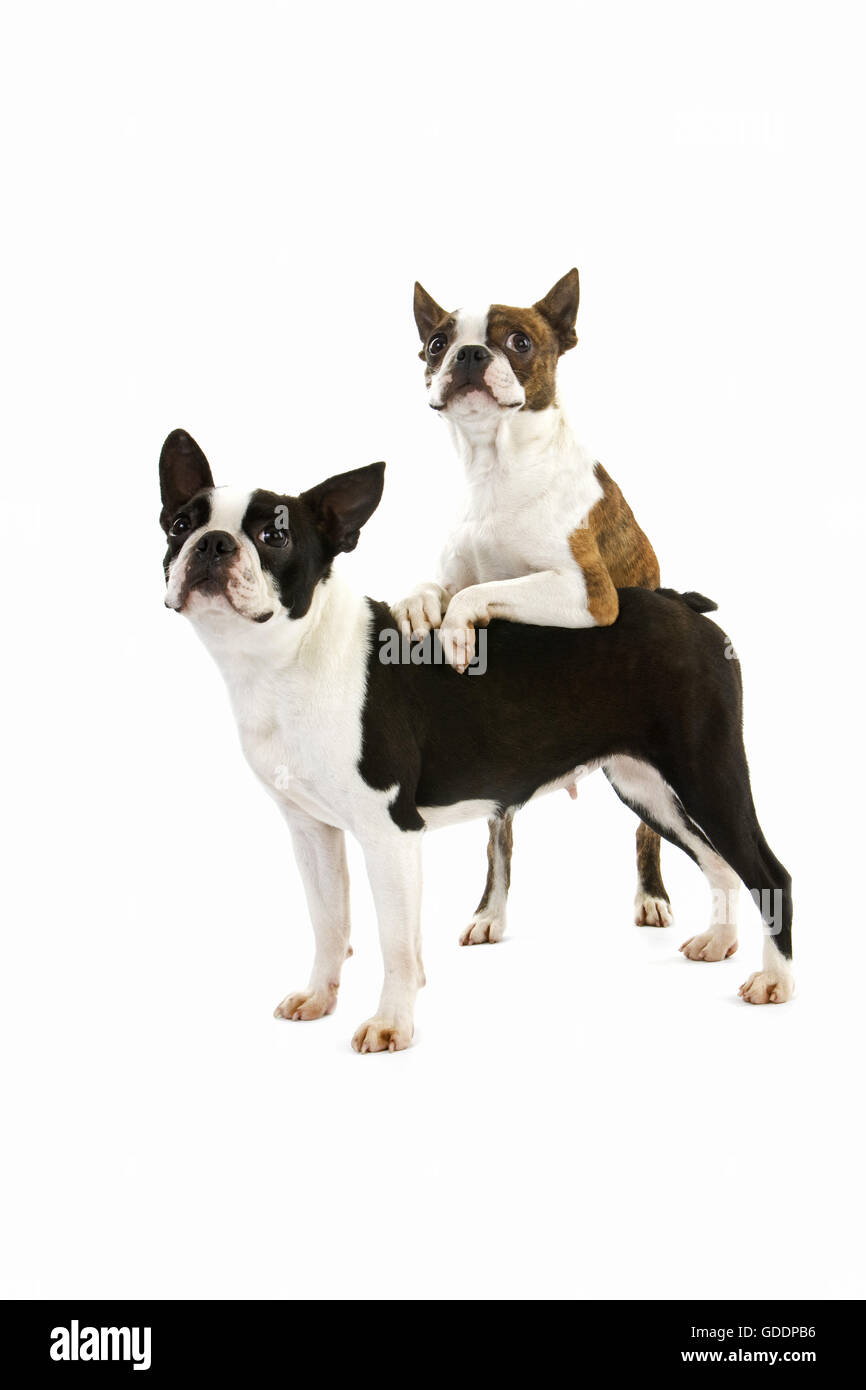 Boston Terrier Dog, standing against White Background Stock Photo