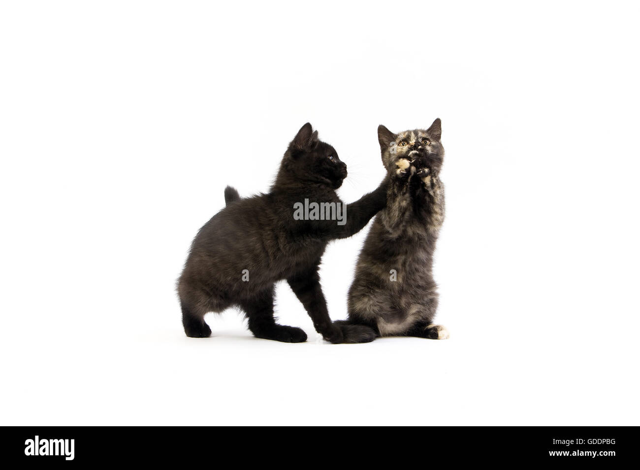 Black and Black Tortoise-shell British Shorthair Domestic Cat, 2 Months Old Kittens playing against White Background Stock Photo