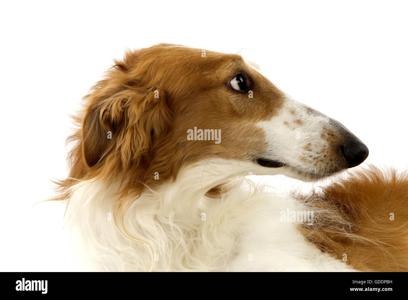 Borzoi or Russian Wolfhound, Portrait of Female against White Background Stock Photo