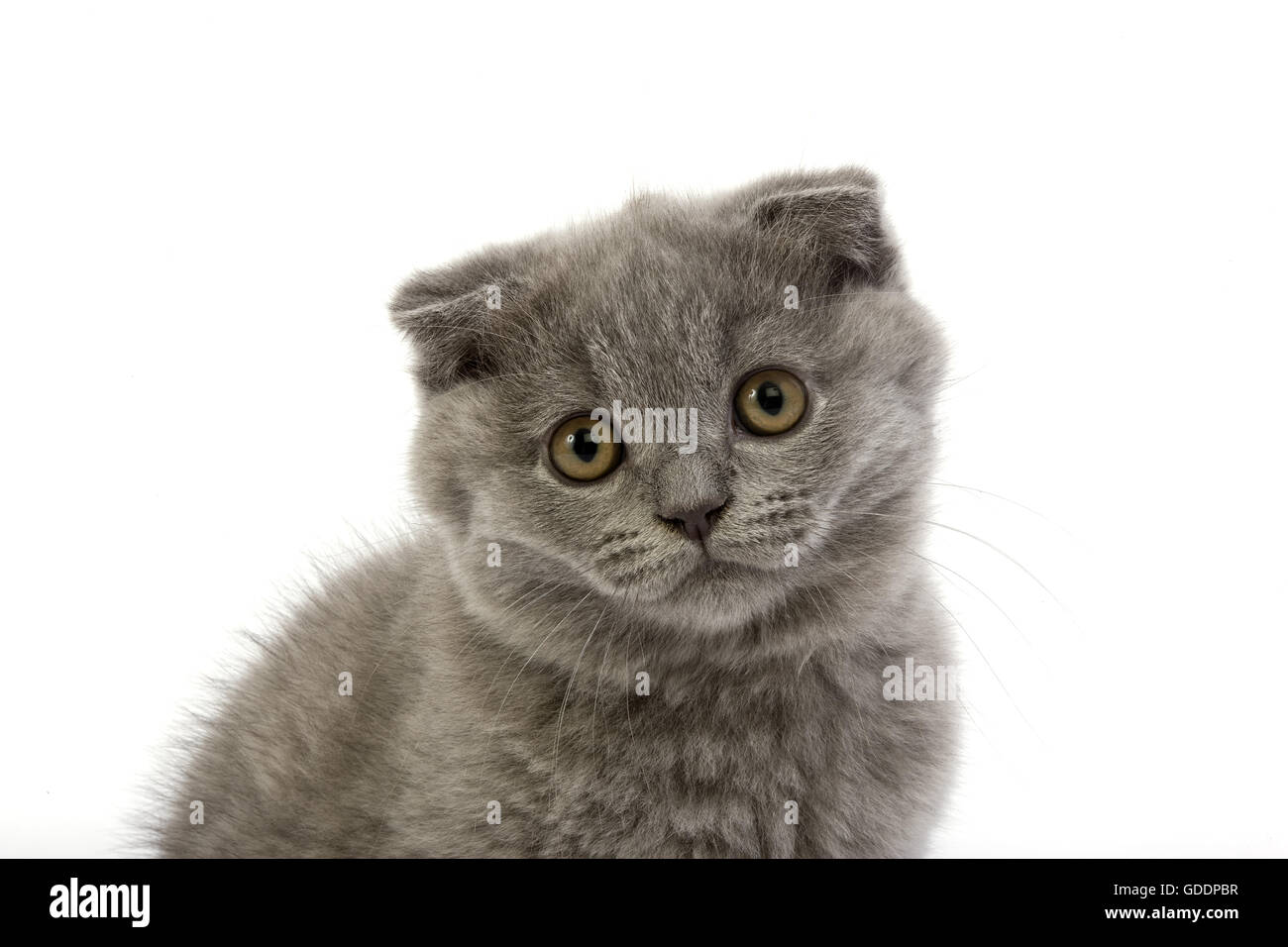 Blue Scottish Fold Domestic Cat 2 Months Old Kitten Standing