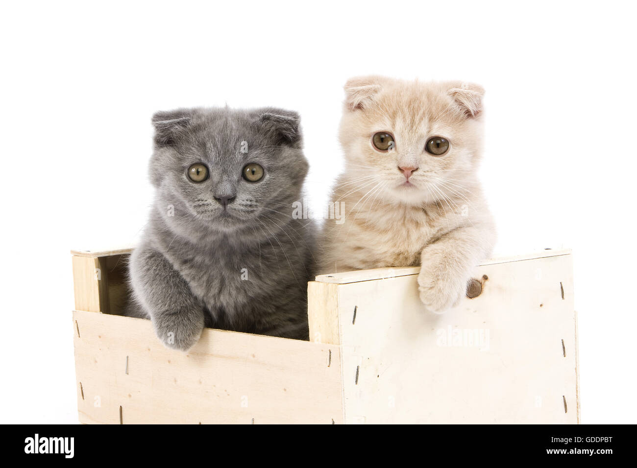 Blue and Cream Scottish Fold Domestic Cat, 2 Months old Kittens standing against White Background Stock Photo