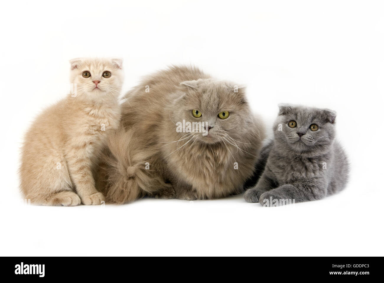Lilac Self Highland Fold or Lilac Self Scottish Fold Longhair Domestic Cat, Female with Blue and Cream Scottish Fold Kittens standing against White Background Stock Photo