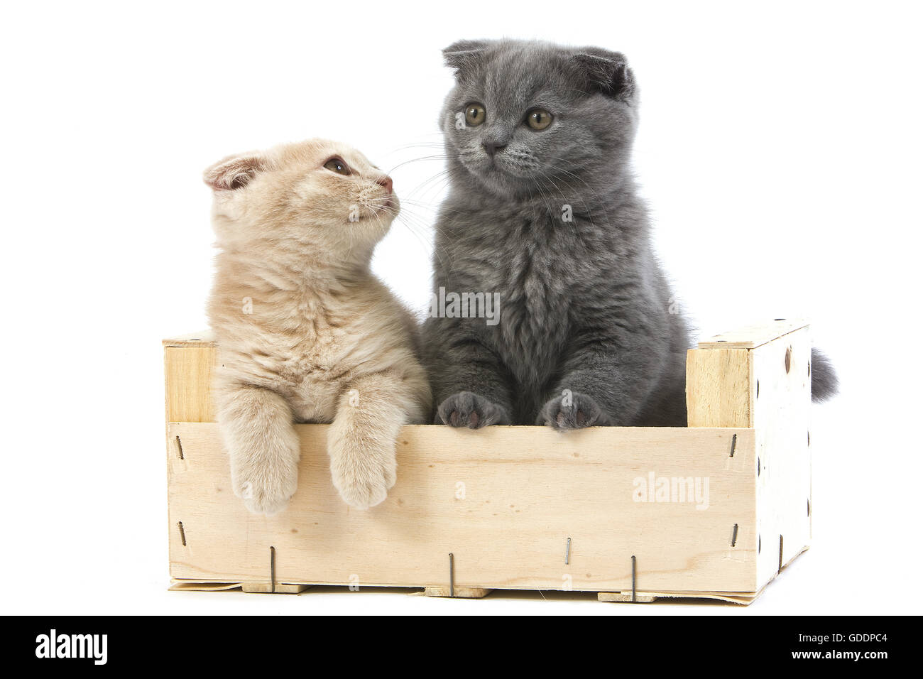 Blue and Cream Scottish Fold Domestic Cat, 2 Months old Kittens standing against White Background Stock Photo