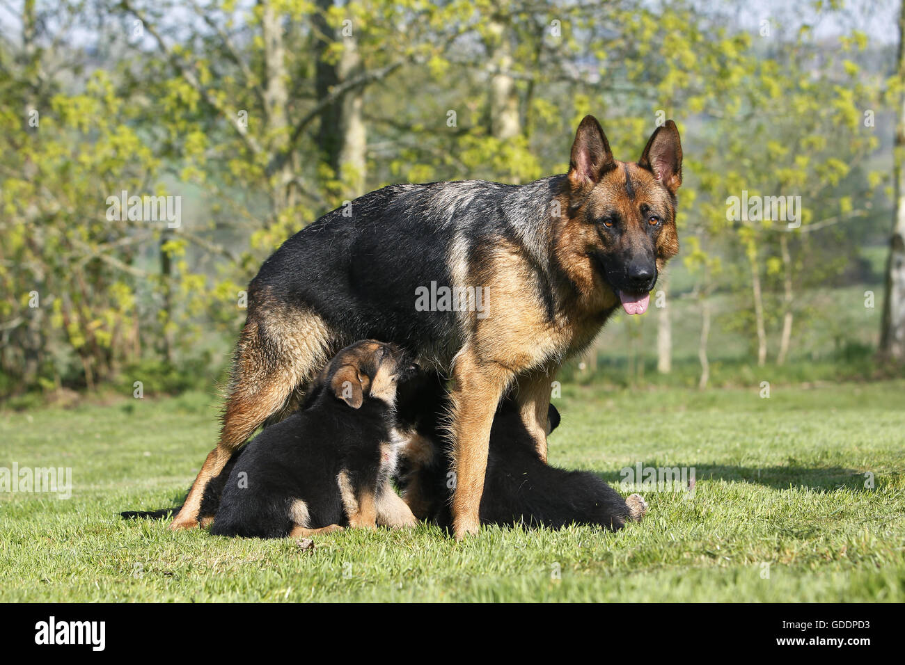 German Shepherd Dog, Mother with Pup Suckling Stock Photo