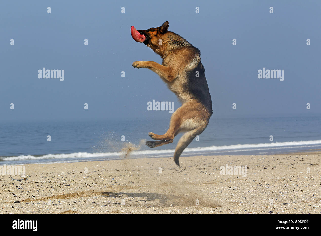 german shepherd catching frisbee