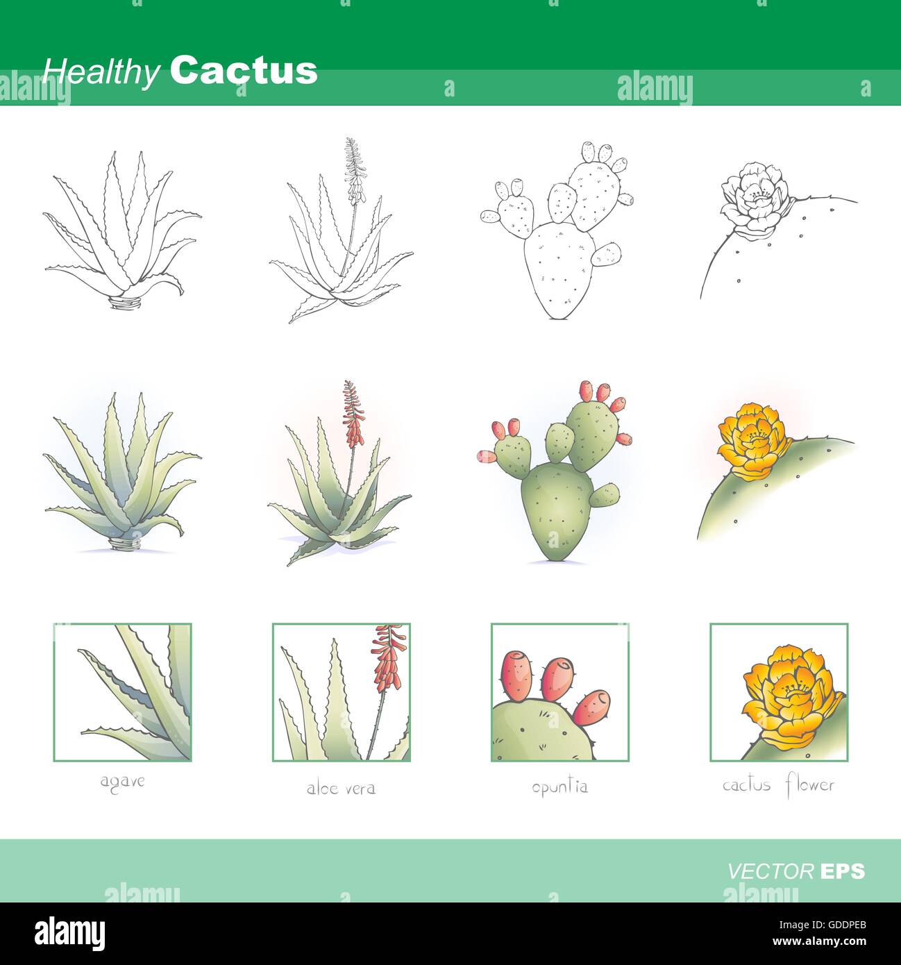 Healthy cactus plants set: aloe vera, agave, opuntia and cactus flower Stock Vector